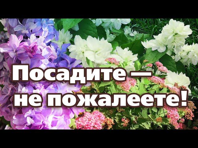 ТОП  5 САМЫХ НЕПРИХОТЛИВЫХ ЦВЕТУЩИХ КУСТАРНИКОВ