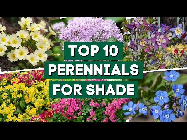 10 Beautiful Perennial Flowers for Shady Gardens!  // PlantDo Home & Garden