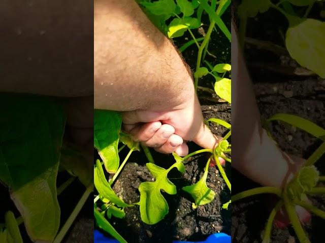 The thing about radishes