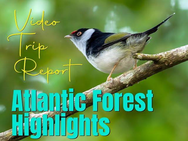 TRIP REPORT: Brazil Atlantic Forest Highlights 2023 VTR