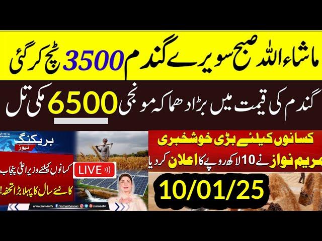 Maryam Nawaz big news/Gundam rate 2025 Wheat Support Price 2025 گندم کی امدادی قیمت فائنل اعلانmunji