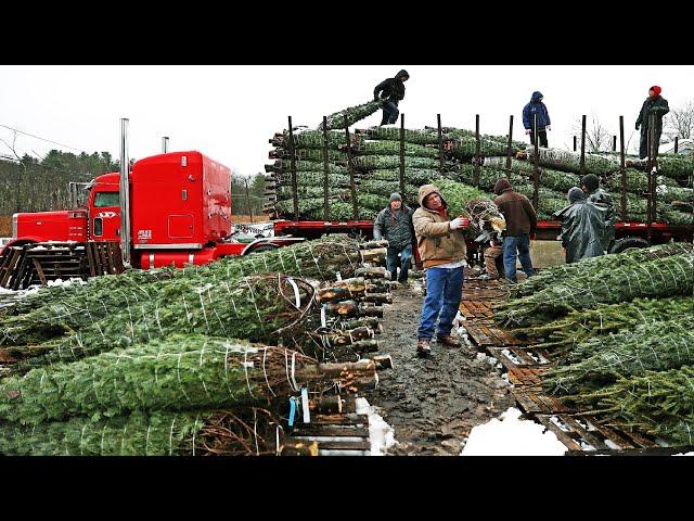 How Christmas Tree Farming and Harvesting - Christmas Tree Farm - Christmas Tree Cultivation