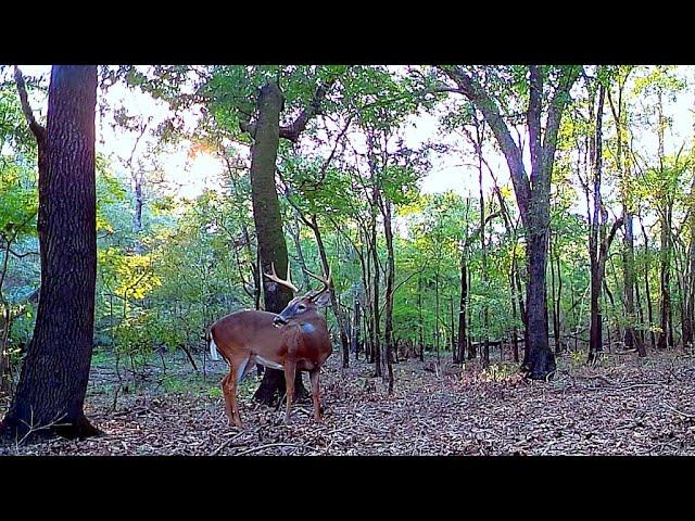 Florida Trail Camera Adventures 2023