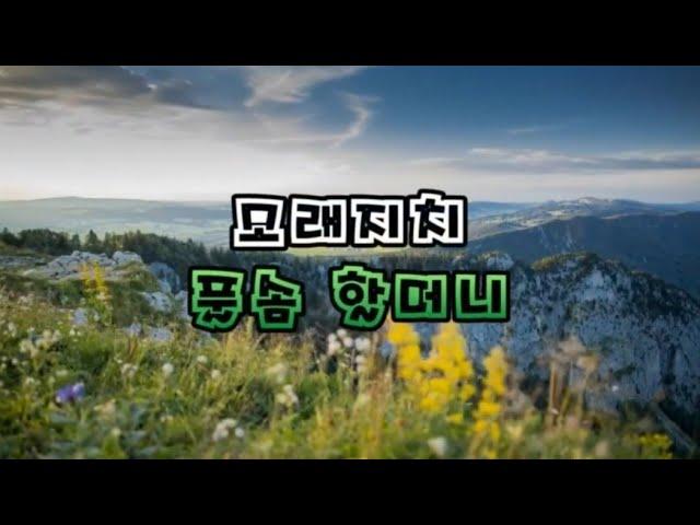 풀솜과 야생화 배우기 모래지치