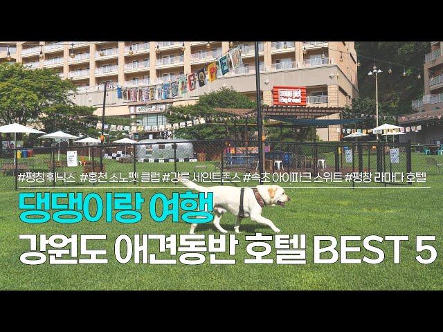 강원도 호텔 BEST 5 | 강원도 애견동반 여행을 위한 숙소 추천 | 평창 휘닉스 리조트, 홍천 소노펫클럽, 강릉 세인트존스, 속초 아이파크스위트, 평창 라마다 등