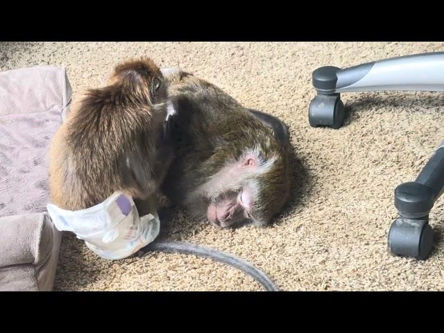 Macaque Monkey Abby Louise Abandoned and Left Feeling USED