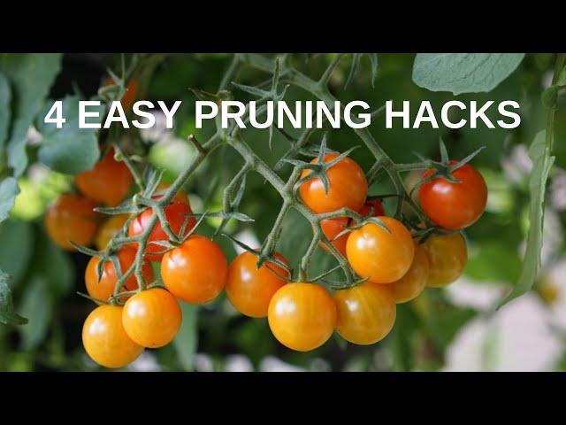 How to Get More Tomatoes from Your Tomato Plants