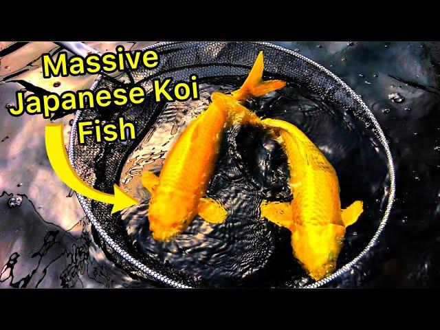 TOUR Of A 3000 Gallon Japanese Koi Fish Pond - How Big Are The Koi Fish ?