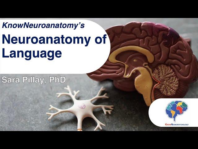 The Neuroanatomy of Language