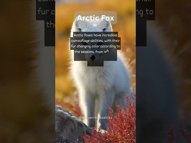 Arctic Fox Camouflage: Nature's Seasonal Color-Changing Wonders