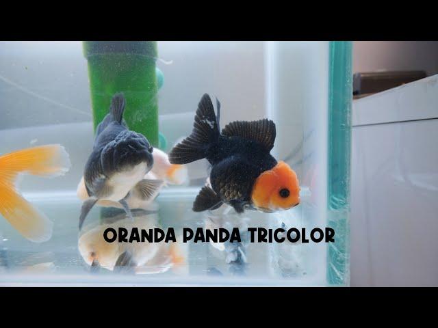 Unboxing Ikan Mas Koki Oranda Panda Tricolor