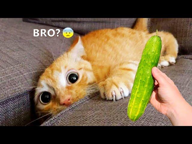 Funniest Animals 2023  Best Cats and Dogs Videos  Part 11