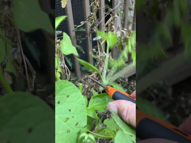 Pruning Basil #shorts #garden #subscribe