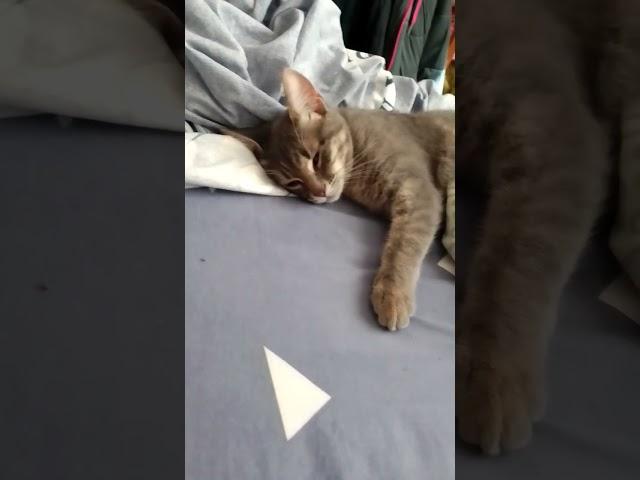 Когда лень идти на работу #relax #cool