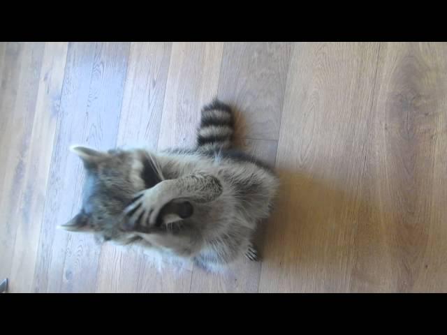 Melanie Raccoon doing somersaults/tricks