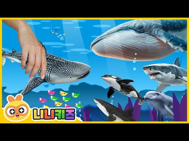 What kind of animal is a shark whale? | Sea Animal | Shark? Whale? | Stories for kids | NINIkids