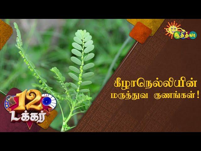 கீழாநெல்லியின் மருத்துவ குணங்கள்! | 12 Tucker | Adithya TV