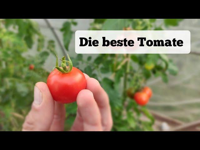 Nach 20 Jahren Suche endlich gefunden! Diese Tomate-Sorte ist meine neue Top 1!