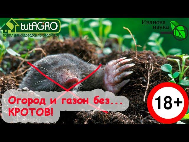 КРОТЫ ДОСТАЛИ? ЕСТЬ РЕШЕНИЕ! Всё, кроты на участке больше не проблема! Смотрите подробно это видео!