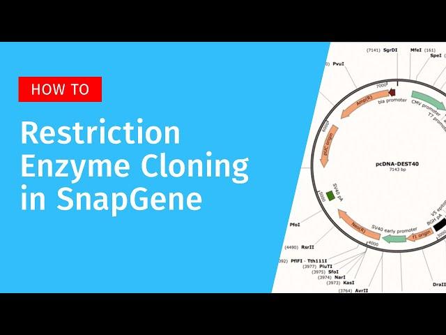 Restriction Enzyme Cloning in SnapGene