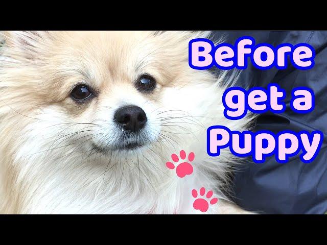 Before Get a Dog/Watch this/4 Things I Wish I Knew Before Buying a Puppy/4 Important Things to Know