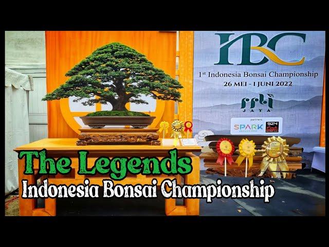 Bonsai Juara 2022 IBC Indonesia Bonsai Champions