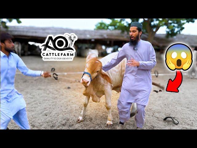 SIMBA ne Mujhe FLYING KICK Mar Di  AQ Cattle Farm