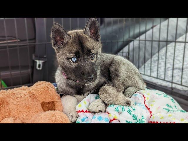 Our Dogs Meet the New Husky Puppy