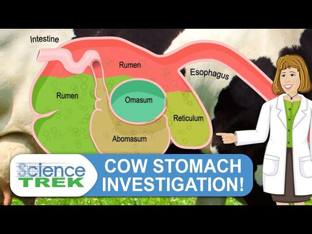 Digestive System: Cow Stomach Investigation | Science Trek