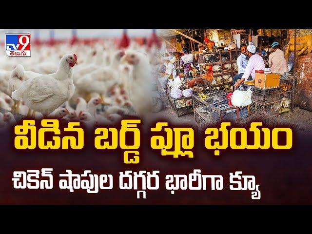 వీడిన బర్డ్ ఫ్లూ భయం చికెన్‌ షాపుల దగ్గర భారీగా క్యూ  - TV9