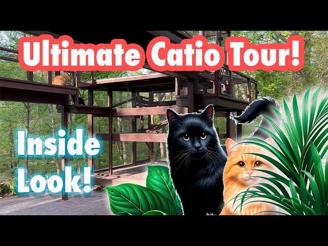 A Cats Paradise: Explore Two Stunning Custom Catios!