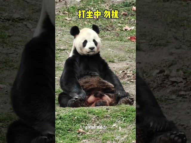 #熊猫 秦岭熊猫专辑第45回:我看上去就不好惹 #panda