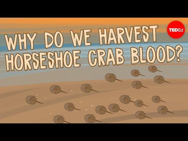 Why do we harvest horseshoe crab blood? - Elizabeth Cox