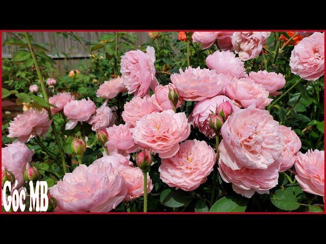 Vườn Hoa Hồng của Góc MB | Phần 2 |  Góc MB's Rose Garden Part 2