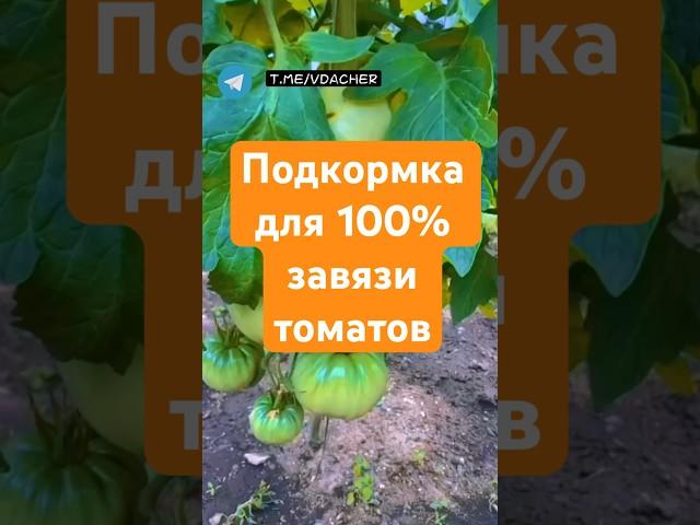 Подкормите так свои томаты для 100% завязи и шикарного урожая#дача #сад#огород