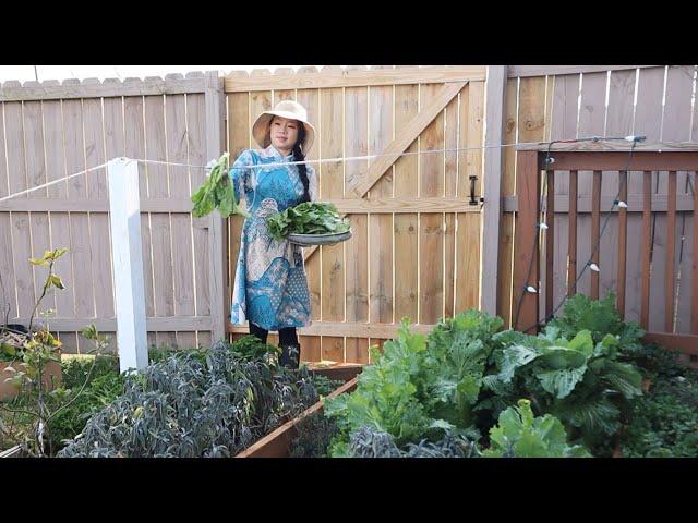 Pick fresh mustard to make sauerkraut, make the best sauerkraut fish