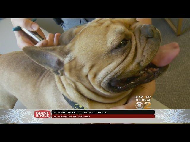 New Veterinary Procedure Giving Pet Owners Hope