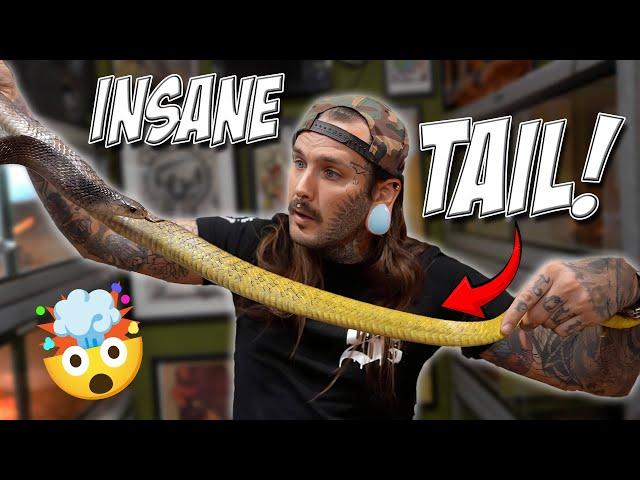 My SNAKES are BREEDING! RYDERS RANCH VLOG