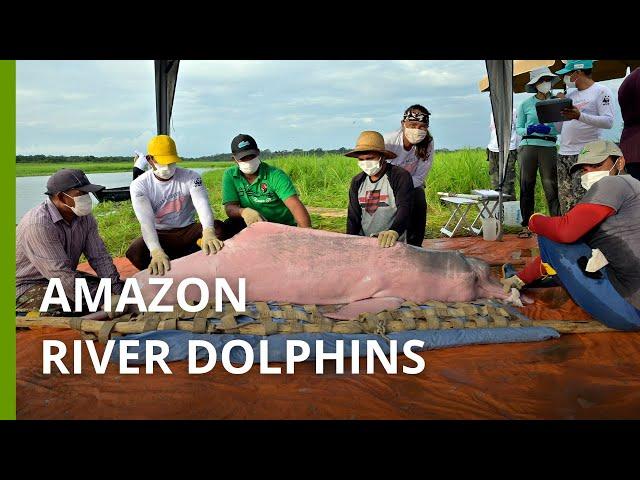 Expedition catches Amazon river dolphins to help save this iconic pink species