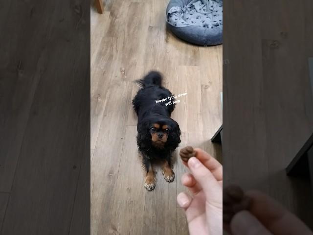 Millies inside thoughts on getting treats #dog #funny #cute
