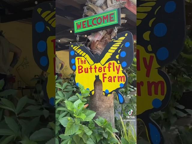 SPEND THE DAY WITH ME AT A BUTTERFLY FARM! ARUBA TRAVEL VLOG #shorts #aruba