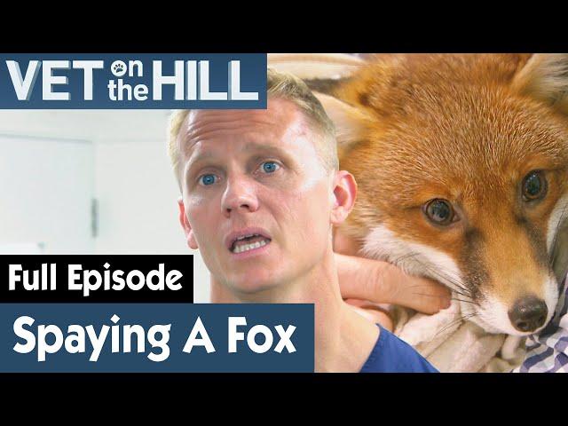  Fox Needs To Be Spayed Before Returning | FULL EPISODE | S02E18 | Vet On The Hill