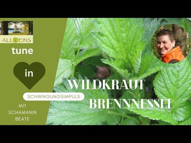 Brennnessel wertvolles Wildkraut essen mit Schamanin Beate