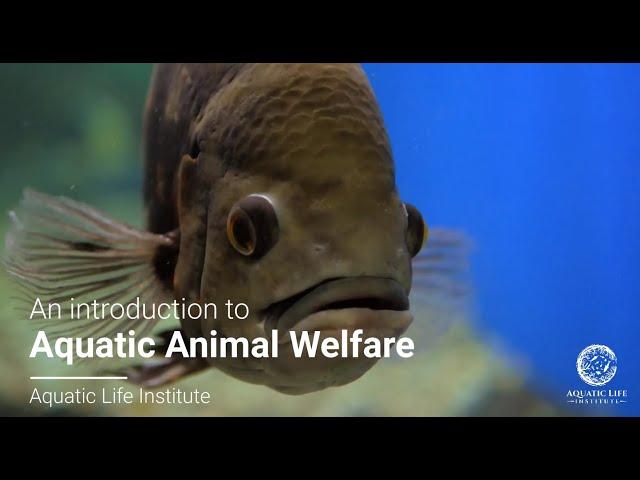 An Introduction to Aquatic Animal Welfare