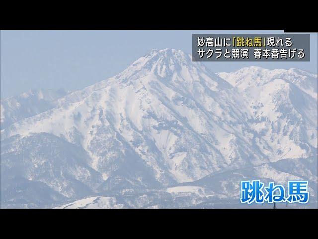 春を駆ける　妙高市に「跳ね馬」の雪型　スーパーJにいがた4月13日OA