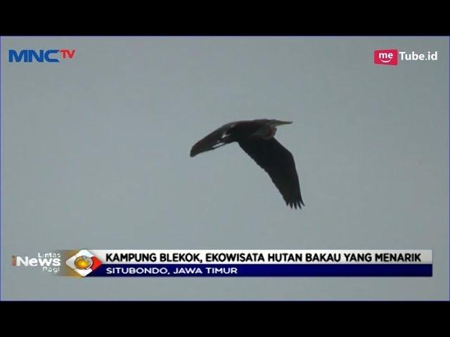 Dihuni Ribuan Burung Blekok, Kawasan Ekowisata Hutan Bakau di Situbondo - LIP 31/03