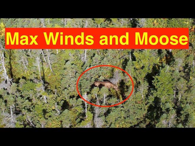 Drone Wind Test (35kms/hr) and More Moose