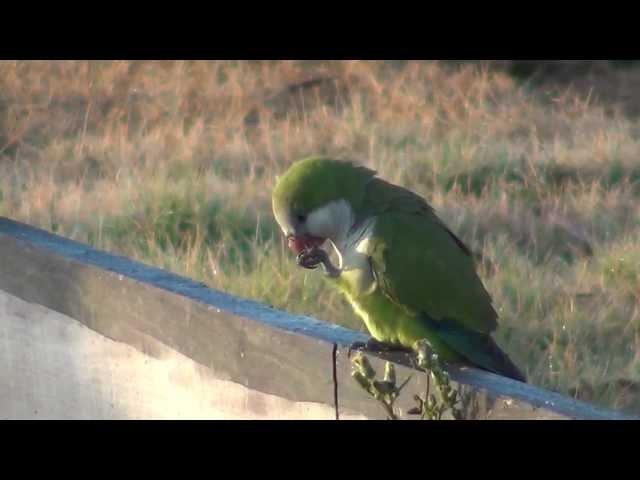 Monk Parakeets In The Wild - (Myiopsitta monachus)