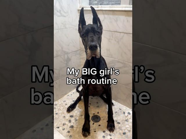 ￼Do you think she enjoyed it? 🩷￼ #dogsofyoutube #dogbath #greatdane