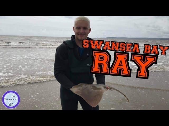 SWANSEA BAY BEACH FISHING UK - RAY IN THE BAY